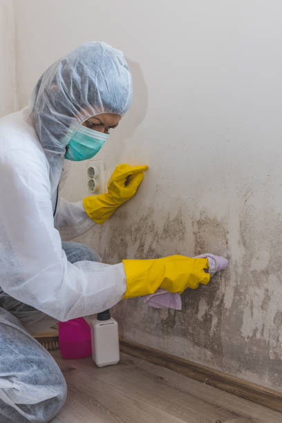 Best Mold Prevention Services  in South River, NM