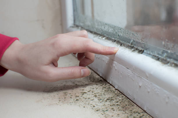 Best Post-Construction Mold Inspection  in South River, NM