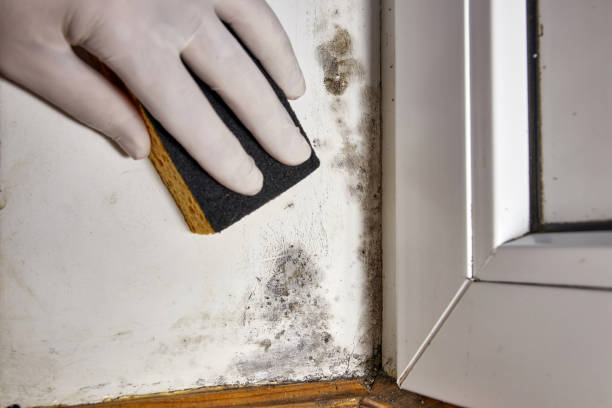 Best HVAC Mold Inspection and Cleaning  in South River, NM